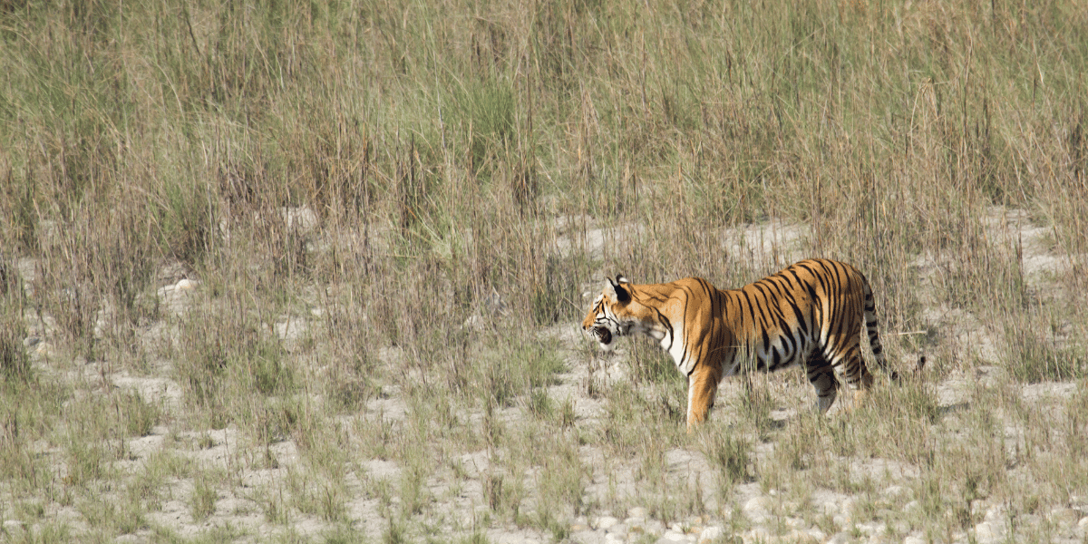 Royal Bengal Tiger Image